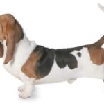 Basset Hund