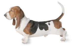 Basset Hund