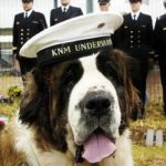 Hunden Bamse blev legendarisk under anden verdenskrig