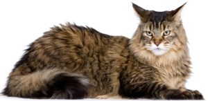 Maine Coon