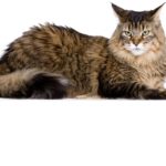 Maine Coon