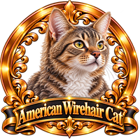 American Wirehair Cat