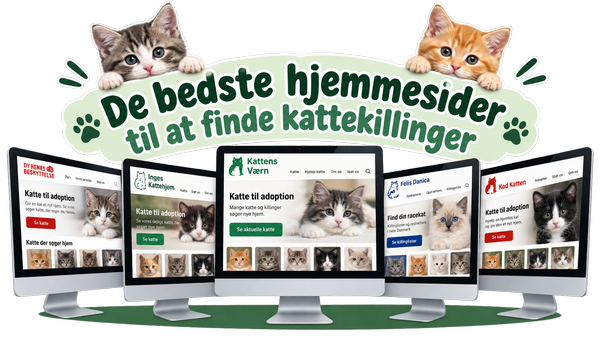 De bedste hjemmesider til at finde kattekillinger