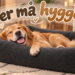 Der må hygges i hundesengen