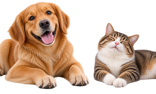 Hund og kat bedste venner