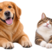 Hund og kat bedste venner