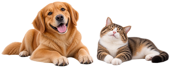 Hund og kat bedste venner