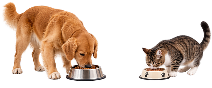 Hund og kat spiser sammen