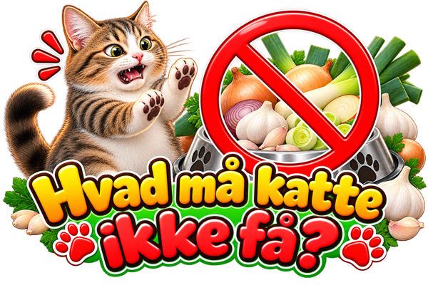 Hvilke fødevarer må katte ikke spise