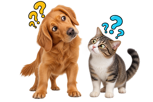 Kan hunde og katte leve sammen?