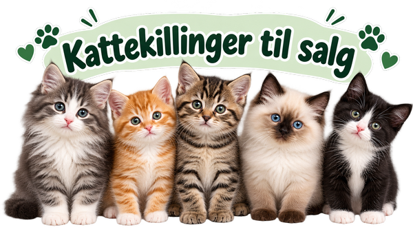 Kattekillinger til salg