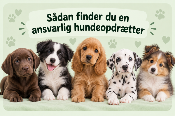 Sådan finder du en ansvarlig hundeopdrætter