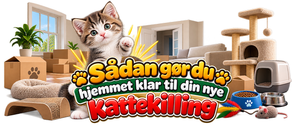 Sådan gør du hjemmet klar til din nye kattekilling