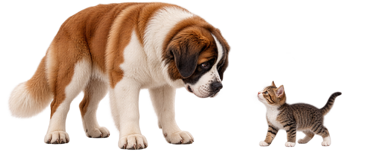 Voksen hund og killing